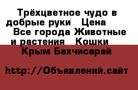 Трёхцветное чудо в добрые руки › Цена ­ 100 - Все города Животные и растения » Кошки   . Крым,Бахчисарай